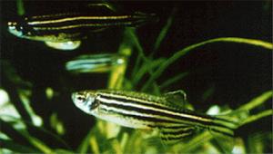 Zebrafish. (Photo courtesy of University Of Oregon) Zebrafish. (Photo courtesy of University Of Oregon)