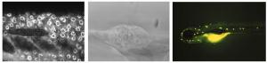 Live imaging of zebrafish neuromasts: A) The posterior lateral line placode in a 35 h old live larva stained with Bodipy. The placode drops off neuromast precursors as it migrates posteriorly on the trunk. B) Differentiated neuromast with hair bundles in a 4 d old larva. C) 5 d old live larva in which the neuromasts are stained with the fluorescent dye Daspei. (Image courtesy of Tatjana Piotrowski, Ph.D., assistant professor of neurobiology and anatomy at the University of Utah School of Medicine) Live imaging of zebrafish neuromasts: A) The posterior lateral line placode in a 35 h old live larva stained with Bodipy. The placode drops off neuromast precursors as it migrates posteriorly on the trunk. B) Differentiated neuromast with hair bundles in a 4 d old larva. C) 5 d old live larva in which the neuromasts are stained with the fluorescent dye Daspei. (Image courtesy of Tatjana Piotrowski, Ph.D., assistant professor of neurobiology and anatomy at the University of Utah School of Medicine)