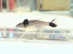 Dr. Leonard Zon, along with postdoctoral fellow Dr. Elizabeth Patton and colleagues, genetically engineered this zebrafish to make the mutated form of human BRAF, which caused the fish to develop black-pigmented moles on its skin. When the fish were also made to be deficient for a gene called p53, which suppresses tumor growth, the moles developed into invasive melanomas resembling human cancers. The researchers' findings appear in the February 8th issue of Current Biology. (Still image from video, courtesy of Dr. Leonard Zon, Children's Hospital Boston) Dr. Leonard Zon, along with postdoctoral fellow Dr. Elizabeth Patton and colleagues, genetically engineered this zebrafish to make the mutated form of human BRAF, which caused the fish to develop black-pigmented moles on its skin. When the fish were also made to be deficient for a gene called p53, which suppresses tumor growth, the moles developed into invasive melanomas resembling human cancers. The researchers' findings appear in the February 8th issue of Current Biology. (Still image from video, courtesy of Dr. Leonard Zon, Children's Hospital Boston)