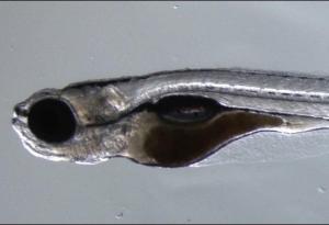 Zebrafish (Danio rerio). (Image courtesy of NIH/National Human Genome Research Institute) Zebrafish (Danio rerio). (Image courtesy of NIH/National Human Genome Research Institute)