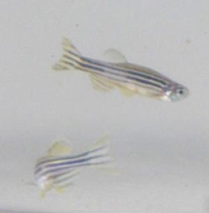 Zebrafish are becoming regular contributors to research on human health ranging from cancer to cocaine addiction. (Credit: Jeff Fitlow) Zebrafish are becoming regular contributors to research on human health ranging from cancer to cocaine addiction. (Credit: Jeff Fitlow)