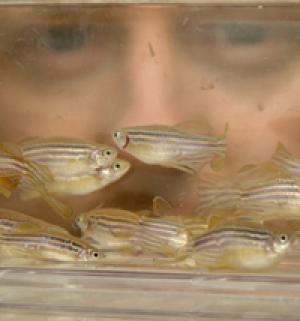 Zebrafish. Scientists have discovered how the zebrafish (Danio rerio) develops one of its four stripes of pigment cells. (Credit: Photos by Nic Delves Broughton, University of Bath Photographer)