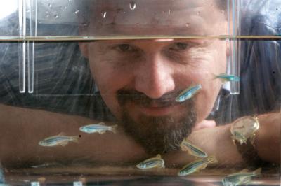 In a study with zebrafish (Danio rerio), Gregg W. Roman, assistant professor in the Department of Biology and Biochemistry at the University of Houston, has found that melatonin directly inhibits memory formation at night. (Credit: Thomas Shea)