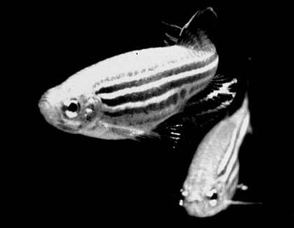 Zebrafish. (Credit: Photo by Lukas Roth) Zebrafish. (Credit: Photo by Lukas Roth)