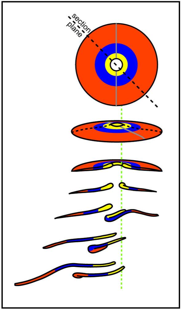 Heart formation in the zebrafish: Transition of the flat, disc-shaped heart field into the primary linear heart tube, which then evolves into a multi-chamber, hollow organ. (Credit: Graphics: Stefan Rohr/Copyright: MDC) Heart formation in the zebrafish: Transition of the flat, disc-shaped heart field into the primary linear heart tube, which then evolves into a multi-chamber, hollow organ. (Credit: Graphics: Stefan Rohr/Copyright: MDC)