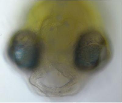 Zebrafish face with cleft palate. (Credit: Courtesy of John Postlethwait) Zebrafish face with cleft palate. (Credit: Courtesy of John Postlethwait)