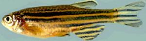 Zebrafish (Credit: Image courtesy of Washington University School of Medicine) Zebrafish (Credit: Image courtesy of Washington University School of Medicine)
