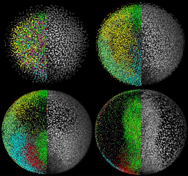 The montage shows the zebrafish digital embryo (left halves, colors encode movement directions of cells) and the microscopy data (right halves) at different time points in zebrafish development. (Credit: Philipp Keller, EMBL) The montage shows the zebrafish digital embryo (left halves, colors encode movement directions of cells) and the microscopy data (right halves) at different time points in zebrafish development. (Credit: Philipp Keller, EMBL)