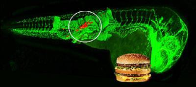 This is a zebrafish model of atherosclerosis caused by high cholesterol diet. (Credit: UCSD School of Medicine)