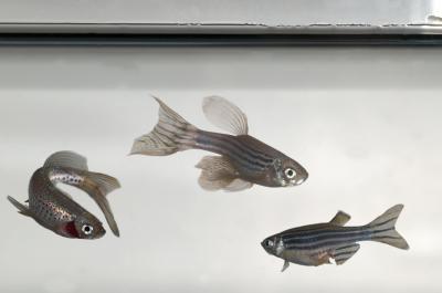 These are zebrafish that were cloned in the Michigan State University Cellular Reprogramming Laboratory. (Credit: G.L. Kohuth, MSU University Relations) These are zebrafish that were cloned in the Michigan State University Cellular Reprogramming Laboratory. (Credit: G.L. Kohuth, MSU University Relations)