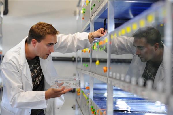 Nicolas Rohner catches zebrafish for his experiment. (Credit: Bernd Schuller/Max Planck Institute for Developmental Biology) Nicolas Rohner catches zebrafish for his experiment. (Credit: Bernd Schuller/Max Planck Institute for Developmental Biology)
