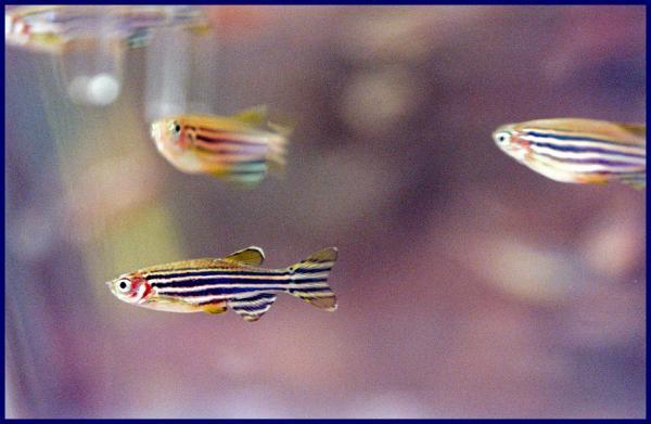 Zebrafish. A robust new technique for screening drugs' effects on zebrafish behavior is pointing Harvard University scientists toward unexpected compounds and pathways that may govern sleep and wakefulness in humans. (Credit: File photograph by Justin Ide/Harvard Staff Photographer) Zebrafish. A robust new technique for screening drugs' effects on zebrafish behavior is pointing Harvard University scientists toward unexpected compounds and pathways that may govern sleep and wakefulness in humans. (Credit: File photograph by Justin Ide/Harvard Staff Photographer)