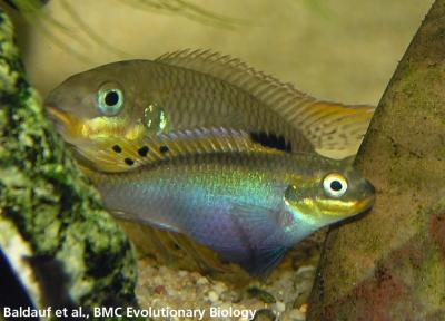 A cichlid female displays her purple-shaded pelvic fin. (Credit: Baldauf et al., BMC Evolutionary Biology) A cichlid female displays her purple-shaded pelvic fin. (Credit: Baldauf et al., BMC Evolutionary Biology)
