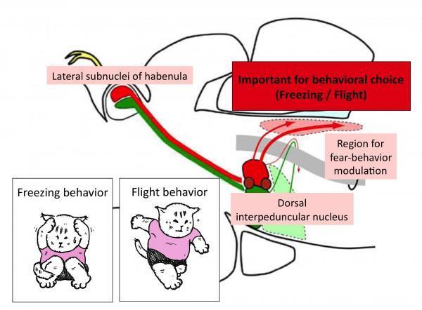 Neural circuit from lateral subnuclei of habenula to region for fear-behavior modulation. (Credit: © RIKEN)