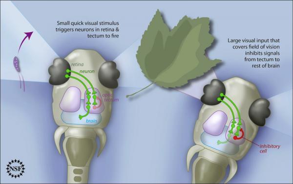 Small prey-like items elicit a quick response from zebrafish larvae, as excitatory brain cells fire. However, large visual stimulus covering the zebrafish's field of vision fires off inhibitory cells, and the zebrafish responds less to it. This mechanism allows the zebrafish to have a good hunting response to the appropriate visual cues, and not bite off more than it can chew. (Credit: Zina Deretsky, National Science Foundation) Small prey-like items elicit a quick response from zebrafish larvae, as excitatory brain cells fire. However, large visual stimulus covering the zebrafish's field of vision fires off inhibitory cells, and the zebrafish responds less to it. This mechanism allows the zebrafish to have a good hunting response to the appropriate visual cues, and not bite off more than it can chew. (Credit: Zina Deretsky, National Science Foundation)