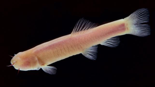 The cavefish, Phreatichthys andruzzii has lived isolated for 2 million years beneath the Somalian desert. (Credit: Cavallari et al, PLoS One; doi:10.1371/journal.pbio.1001142) The cavefish, Phreatichthys andruzzii has lived isolated for 2 million years beneath the Somalian desert. (Credit: Cavallari et al, PLoS One; doi:10.1371/journal.pbio.1001142)