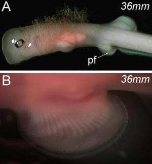 Pectoral fin muscle formation in paddlefish (Polyodon spathula) utilises the fully derived mode of appendicular muscle formation and is not associated with an epithelial extension. (Credit: Cole et al., PLoS Biology, DOI: 10.1371/journal.pbio.1001168) Pectoral fin muscle formation in paddlefish (Polyodon spathula) utilises the fully derived mode of appendicular muscle formation and is not associated with an epithelial extension. (Credit: Cole et al., PLoS Biology, DOI: 10.1371/journal.pbio.1001168)