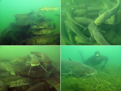 This image shows monospecific circularly moving aggregations. (Credit: Stéphanie Boulêtreau, Julien Cucherousset, Sébastien Villéger, Rémi Masson, Frédéric Santoul. Colossal Aggregations of Giant Alien Freshwater Fish as a Potential Biogeochemical Hotspot. PLoS ONE, 2011; 6 (10): e25732 DOI: 10.1371/journal.pone.0025732)