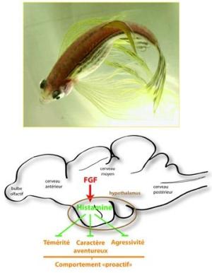 Top: Zebrafish Bottom: Schematic representation (showing a lateral view of the brain of the Zebrafish) of the genetic control of the three facets of proactive behavior by FGF signaling and the intermediate histamine neurotransmitter. A key area in the process is the hypothalamus (brown oval). (Credit: © Laure Bally-Cuif) Top: Zebrafish Bottom: Schematic representation (showing a lateral view of the brain of the Zebrafish) of the genetic control of the three facets of proactive behavior by FGF signaling and the intermediate histamine neurotransmitter. A key area in the process is the hypothalamus (brown oval). (Credit: © Laure Bally-Cuif)