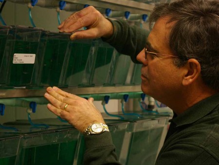 Finding a Cure: FSU biology professor James Hoerter checks on the fish tanks and operations. Hoerter and students are studying melanoma and how stem cells can help to find a cure. Torch File Photo Finding a Cure: FSU biology professor James Hoerter checks on the fish tanks and operations. Hoerter and students are studying melanoma and how stem cells can help to find a cure. Torch File Photo