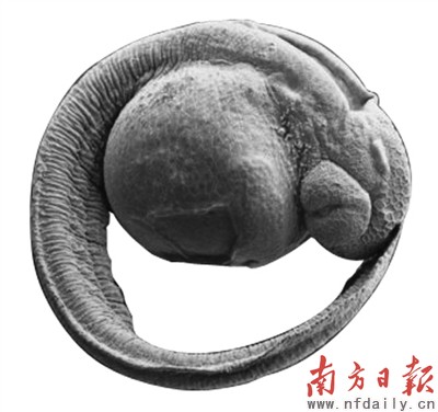 為人類篩藥物 斑馬魚擔重任 為人類篩藥物 斑馬魚擔重任