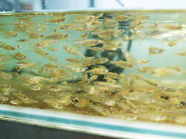 6month_zebrafish 6month_zebrafish