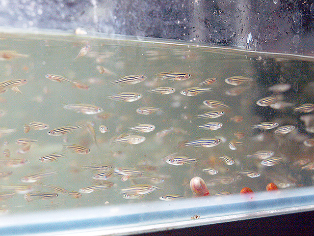 6month_zebrafish_female 6month_zebrafish_female