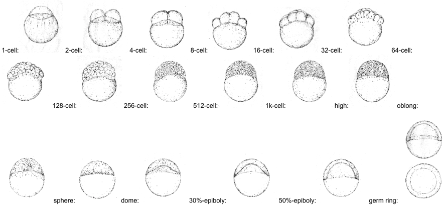 Zebrafish larve development state