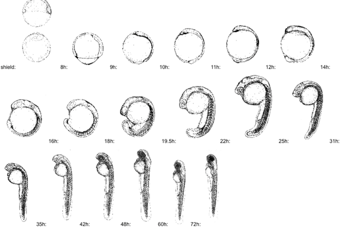 Zebrafish larve development state