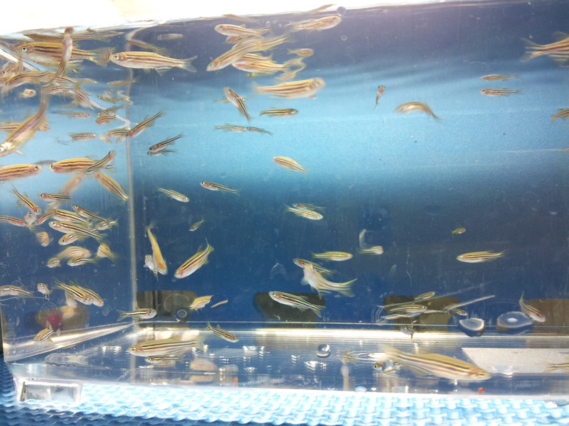 A/B Zebrafish A/B Zebrafish