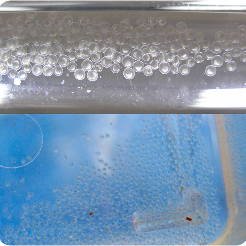 Embryos