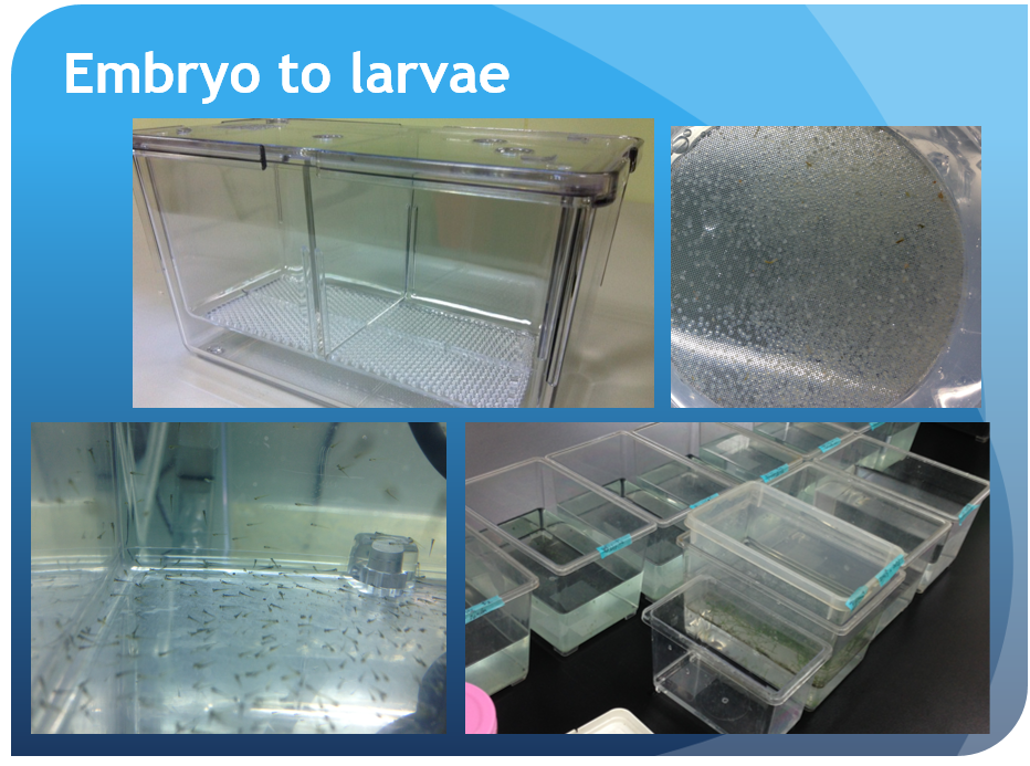 embryo to larvae