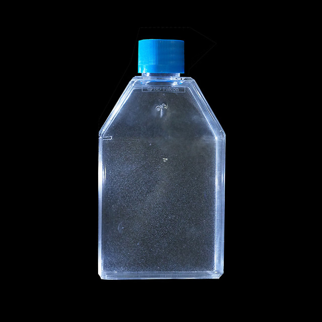 paramecium