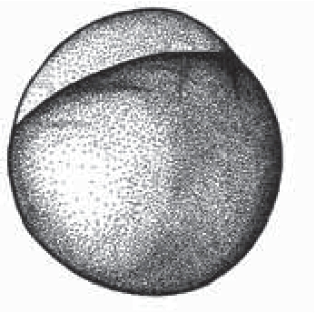 Zygote period (Up to 45 minutes)