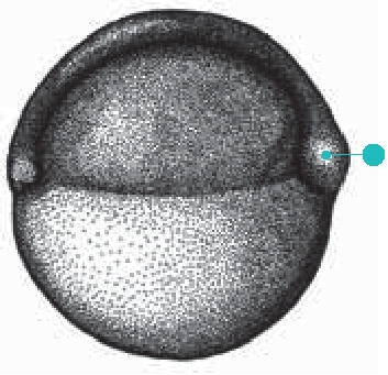 Gastrula period (5¼–10 hours)