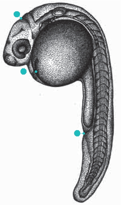 Pharyngula period (24~48 hours)