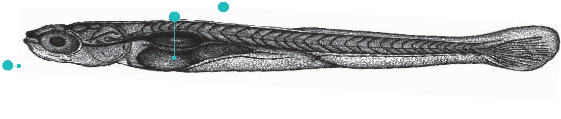 Early larval period (From 72 hours)
