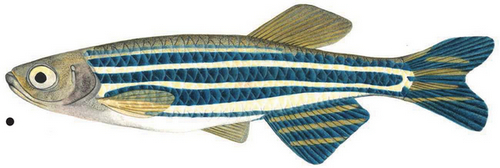 Adult (From 3–4 months) 