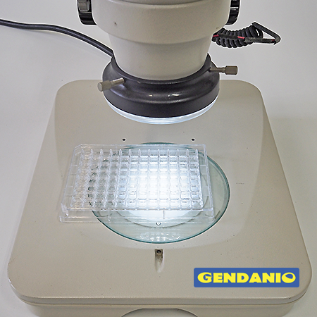 Zebrafish Larvae Array Plate 02