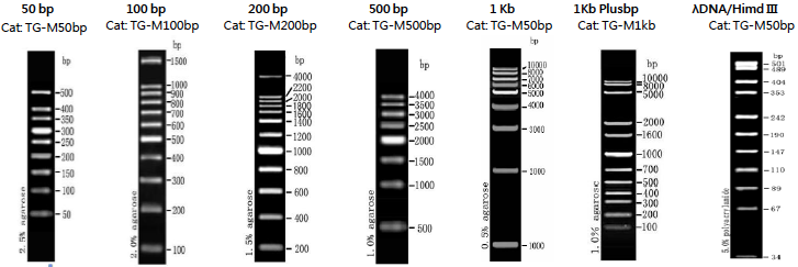 DNA Ladder