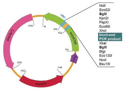 ZBack Faster Ligation Kit